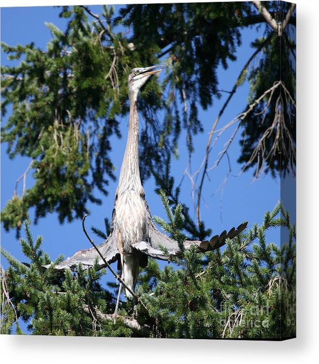 Blue Canvas Print featuring the photograph Great Blue Heron Meditation Pacific Northwest by Tap On Photo