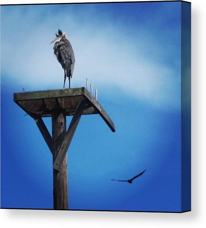 Blue Canvas Print featuring the photograph #great #blue #heron On A #pole #flying by Michael Hughes