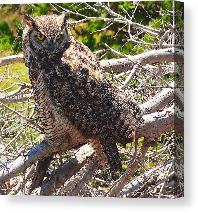 Owl Canvas Print featuring the photograph Great Horned Owl by Joseph Urbaszewski