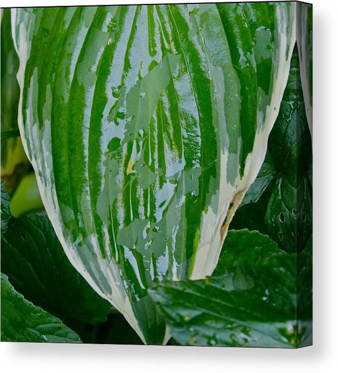 Green Canvas Print featuring the photograph Wet Green Hosta Leaf by Justin Connor