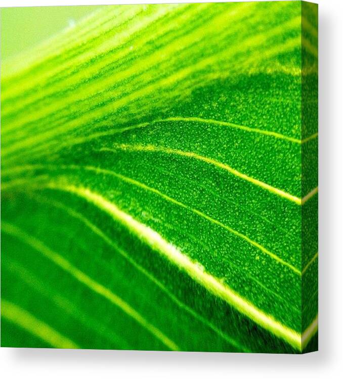 Plant Canvas Print featuring the photograph Green Life by Christopher Campbell