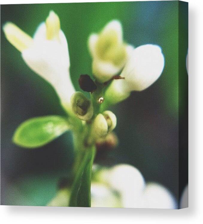 Macro Canvas Print featuring the photograph #green #macro by Turtle Torres