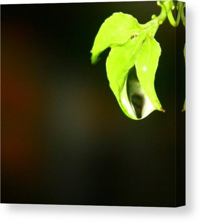 Green Canvas Print featuring the photograph #green #nature #iphonesia by The Art.box