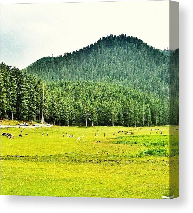 Landscape Canvas Print featuring the photograph Green Pastures by Rishi Sood