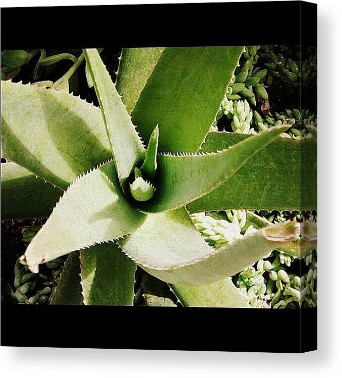 Plant Canvas Print featuring the photograph #green #plant #garden #food #porn by Manon Duhaime