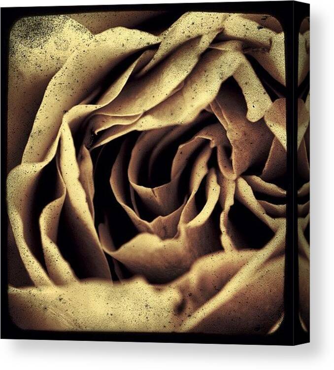 Igerspdx Canvas Print featuring the photograph Gritty, Almost Mono Rose. #instapdx by Christopher Hughes