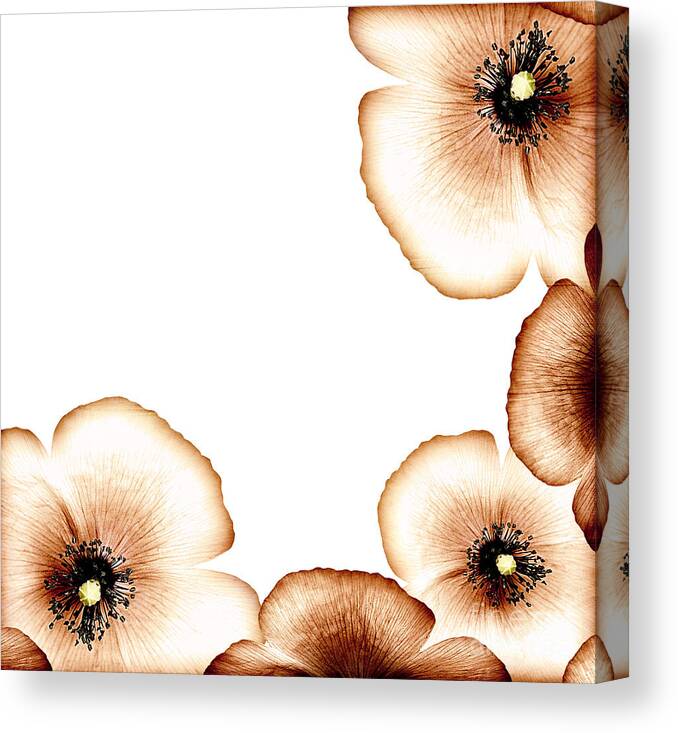 Abstract Canvas Print featuring the photograph Grunge poppy border by Anna Om