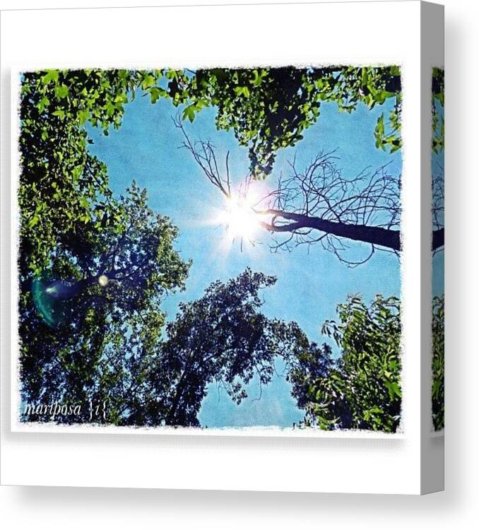 Summer Canvas Print featuring the photograph Halo by Mari Posa