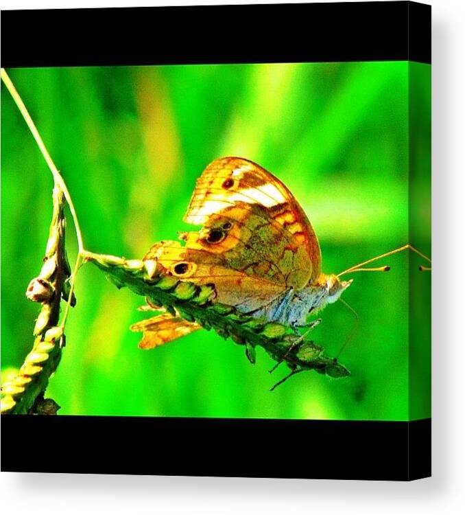 Ig Canvas Print featuring the photograph Hanging On In The Wind by Roger Snook