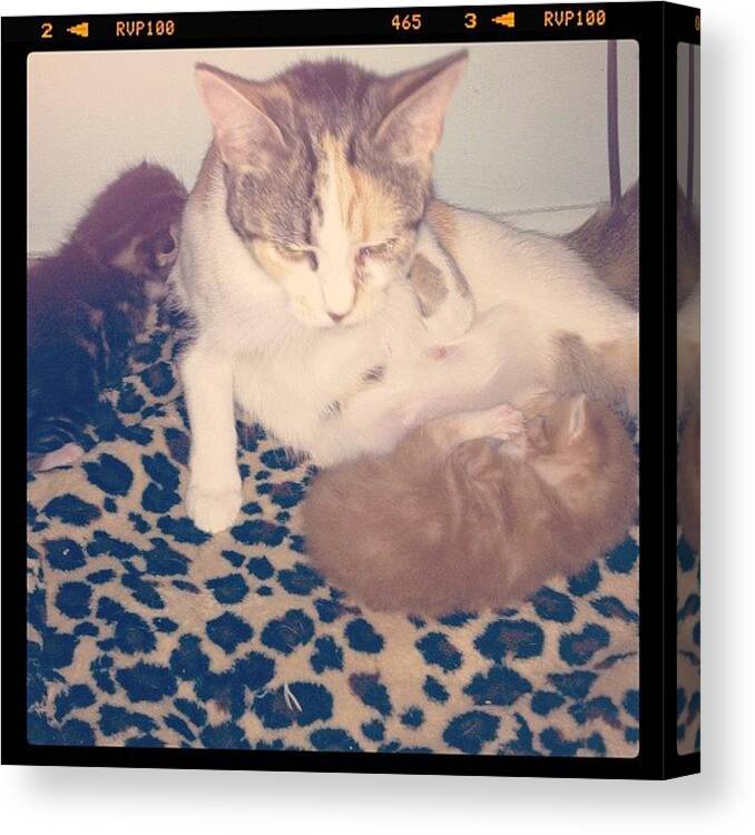 Kitty Canvas Print featuring the photograph Happy Mothers Day My Wonderful #kitty by Latham Sarah