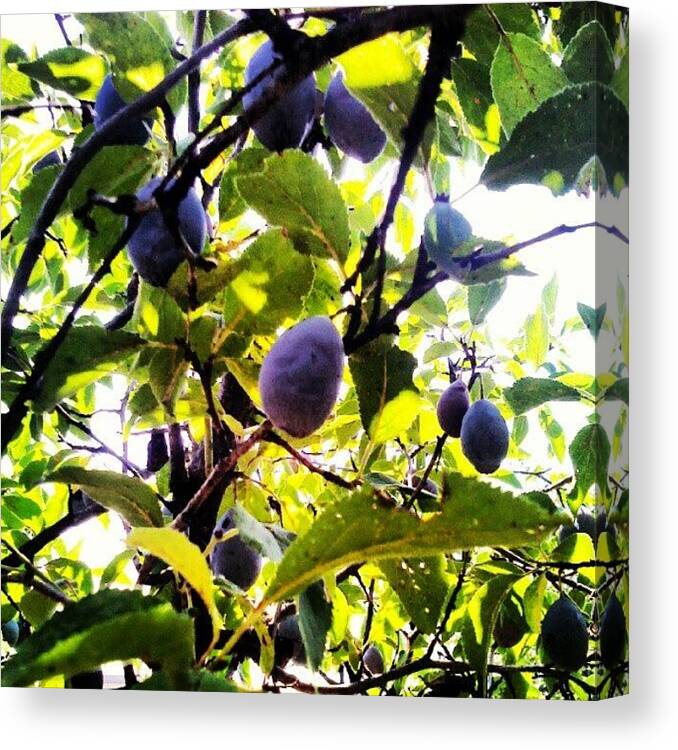 Summer Canvas Print featuring the photograph Harvesting #mik #csakvar #holiday by Peter Toth-Czere