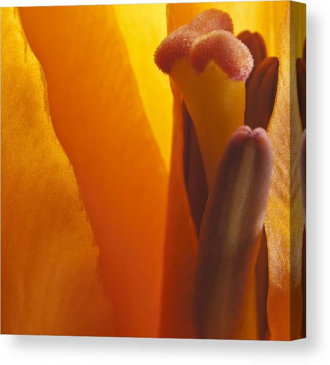 Macro Canvas Print featuring the photograph Heaven's Sunrise by Naomi Clarke