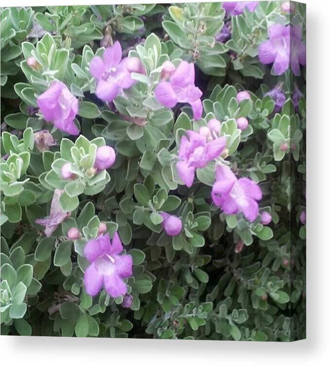 Igers_tmobile Canvas Print featuring the photograph #heaven_sent_photos #prime_closeup by Heather Baldwin