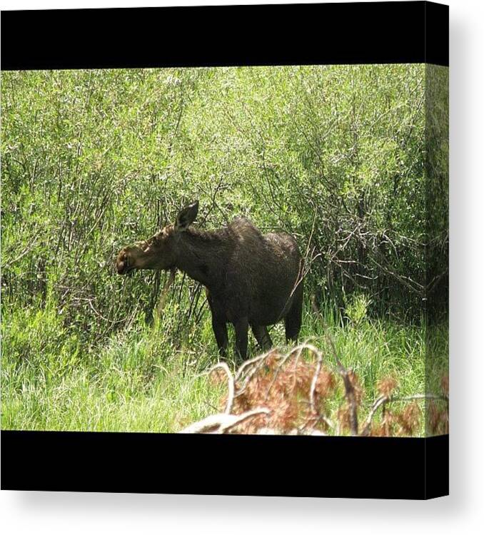 Mountains Canvas Print featuring the photograph Hello Laila From Colorado Springs by James Sibert