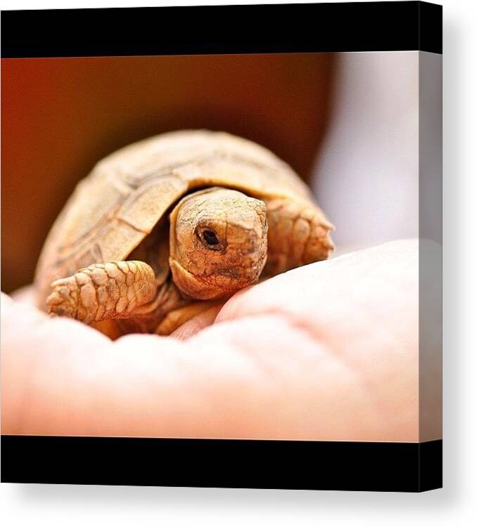 Beautiful Canvas Print featuring the photograph Hello Little Fella! #webstagram by Tanya Sperling