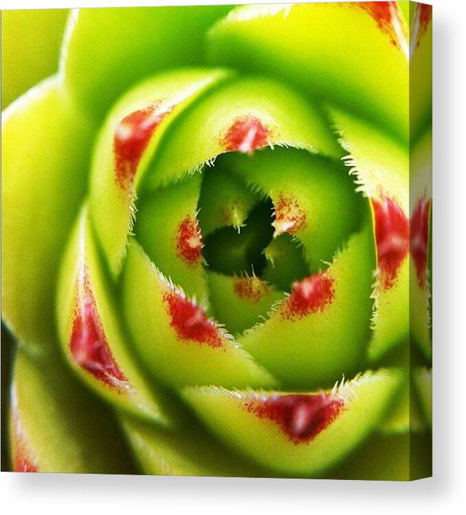 Me Canvas Print featuring the photograph Hens And Chicks by Tyler Dillman