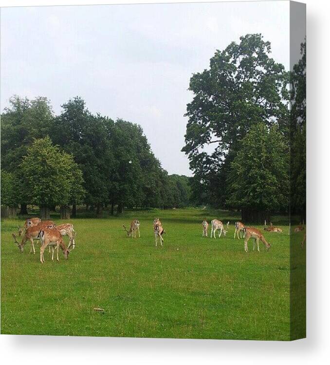Deer Canvas Print featuring the photograph Herd by Abbie Shores