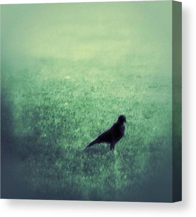 Outdoor Canvas Print featuring the photograph Here Birdie by Jessica Mutimer