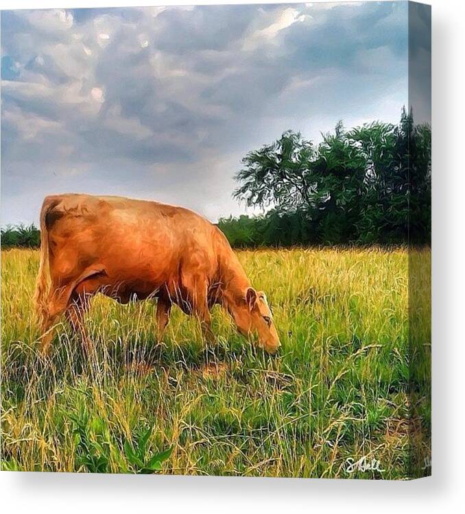 Insta_rox Canvas Print featuring the photograph Here Come The Cows! 🐮finally!! 🐮 by Sue Hall