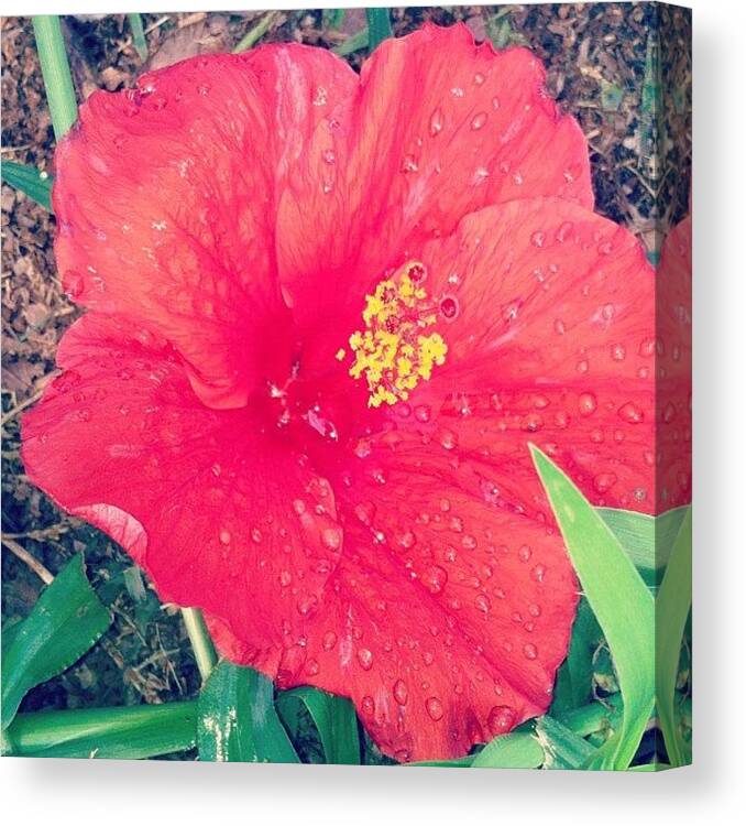 Flower Canvas Print featuring the photograph Hibiscus by Brittany Severn