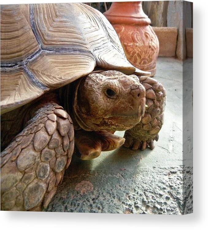 Beautiful Canvas Print featuring the photograph His Friend, A Giant Tortoise by Tanya Sperling