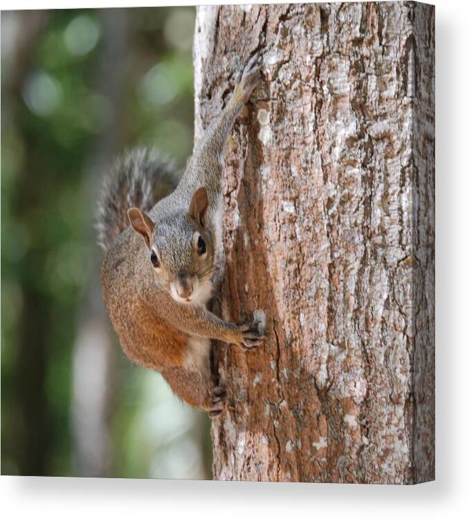 Squirrel Canvas Print featuring the photograph Hold Tight by Judy Hall-Folde
