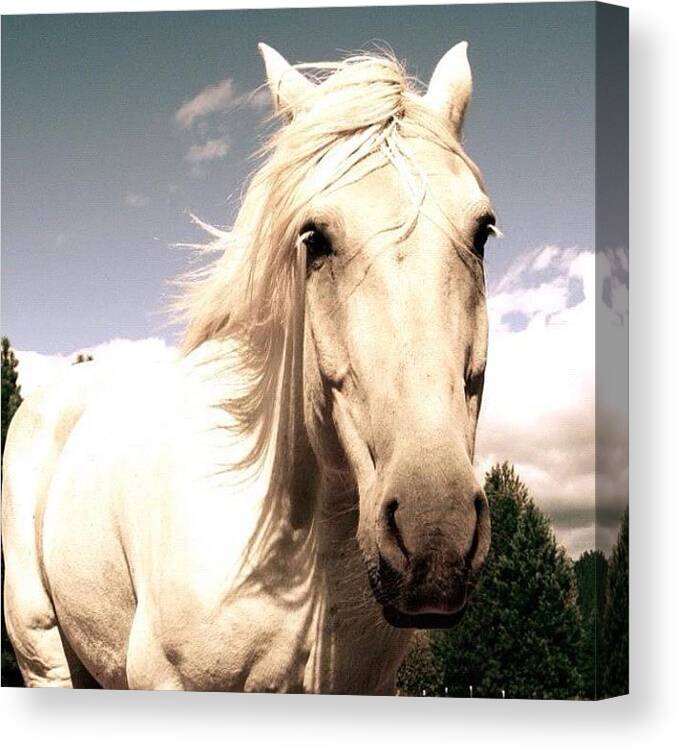 Beautiful Canvas Print featuring the photograph #horse #beautiful #gorgeous #stallion by Joanna Greydon