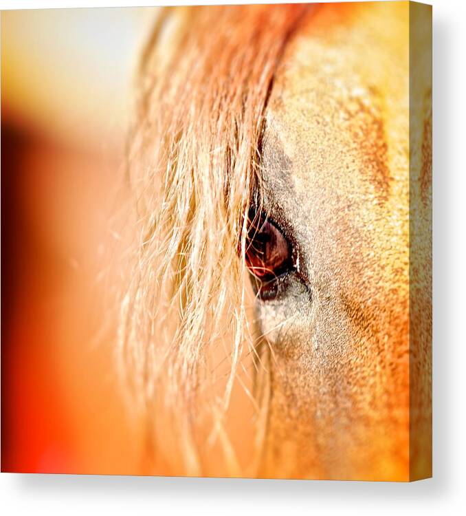 Horse Canvas Print featuring the photograph Horse Moves 9 by Nathan Larson