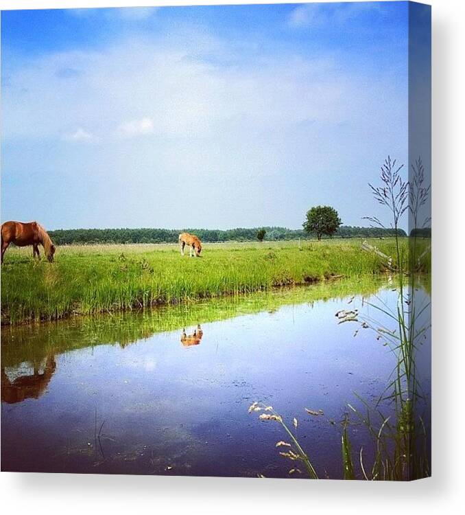 Holland Canvas Print featuring the photograph Horse'n Around In Holland Again by Jonathan P