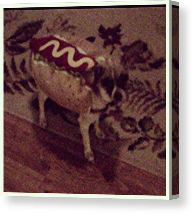 Funny Canvas Print featuring the photograph Hot Dog #instagood #funny #chihuahua by Carolina Paz