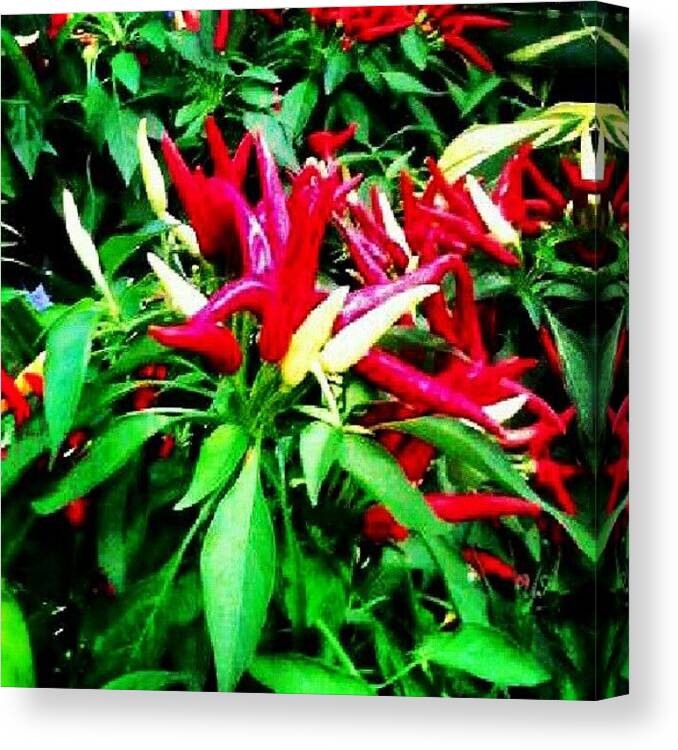 Summer Canvas Print featuring the photograph Hot Peppers :) by Yovonne Ahrens