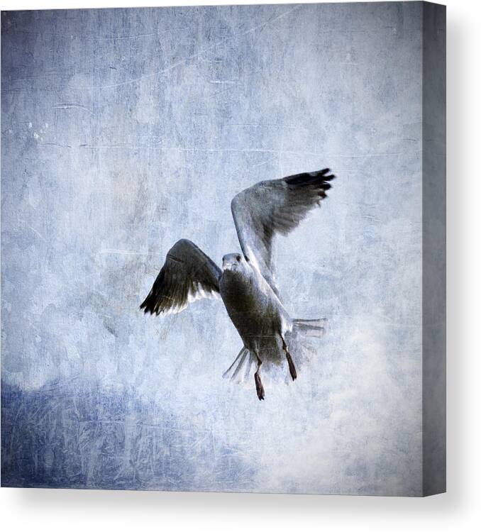 Gull Canvas Print featuring the photograph Hovering Seagull by Carol Leigh
