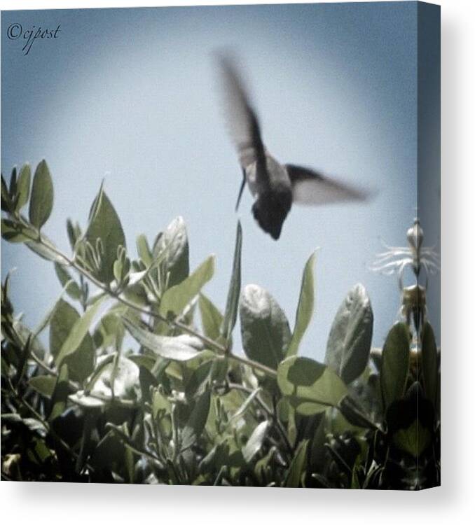 Flight Canvas Print featuring the photograph Hummingbird And Honeysuckle by Cynthia Post