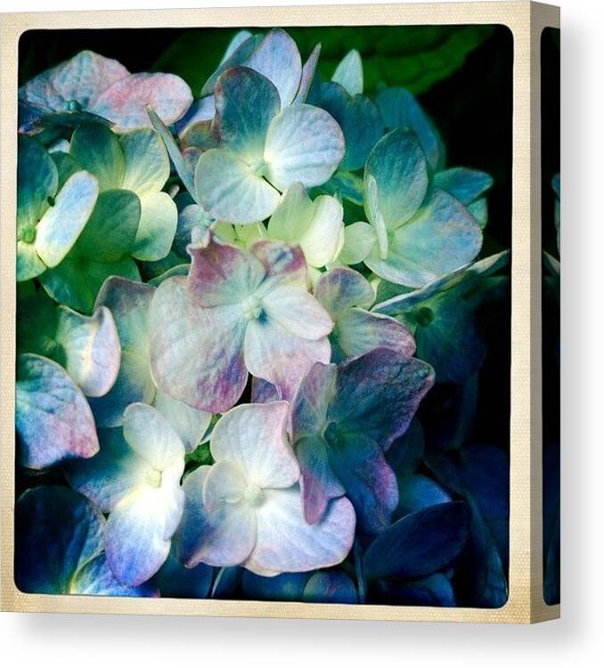Flowers Canvas Print featuring the photograph Hydrangea Loveliness by Penni D'Aulerio