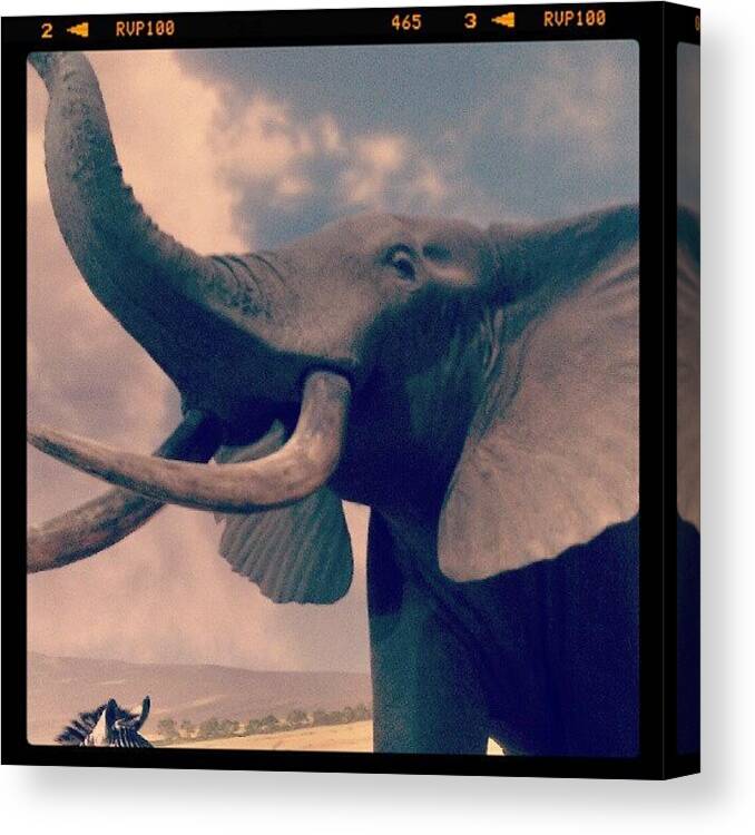 Life Canvas Print featuring the photograph I Am Elephant by Samantha Hornsby