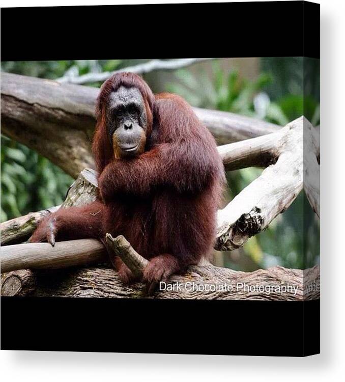 Beautiful Canvas Print featuring the photograph I Am Shy
orang Utan
singapore Zoo by Zachary Voo