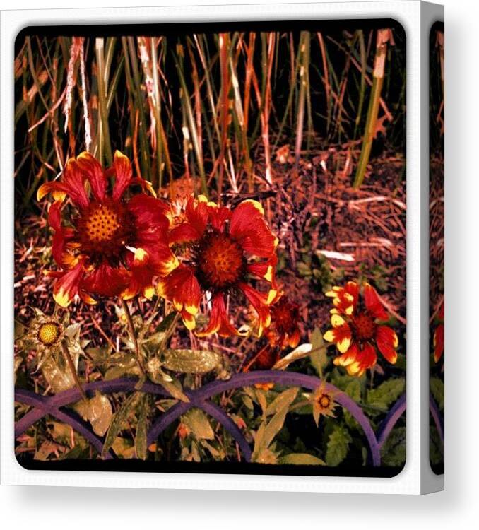 Beautiful Canvas Print featuring the photograph I Call This trois Fleur #flowers by Alicia Greene
