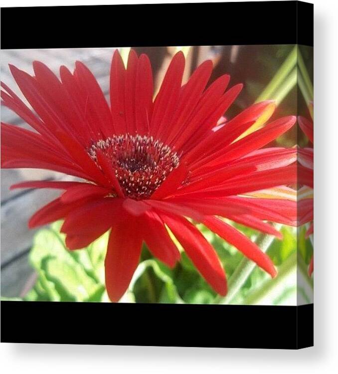 Plants Canvas Print featuring the photograph I Frickin Love This Picture. #noedit by Jenni Munoz
