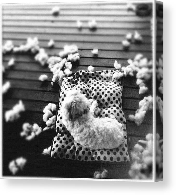 Naughty Canvas Print featuring the photograph I Like My Bed Soft? Lol! #dog #dogs by Luke Fuda