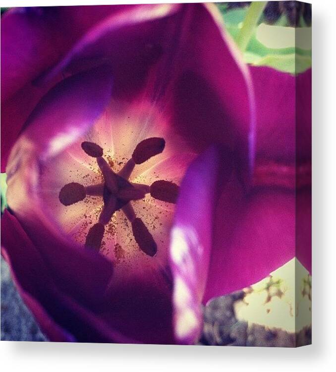 Sketches Canvas Print featuring the photograph I Like Tulips by Jenni Munoz