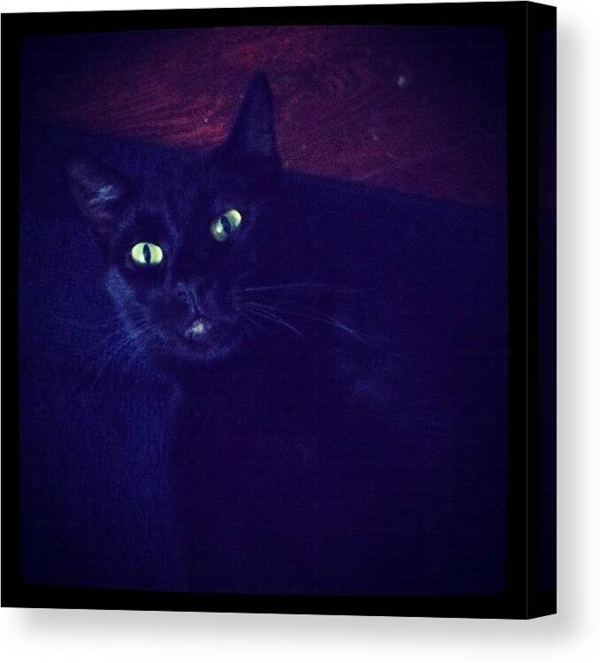 Panther Canvas Print featuring the photograph I Love My Boy, The Only Cat I'll Ever by Crystal Mcmahon