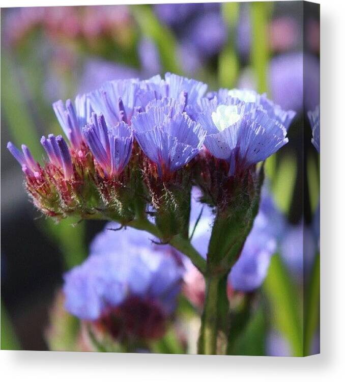 Beautiful Canvas Print featuring the photograph I Love The Color Of These Flowers :) by Saul Jesse Beas