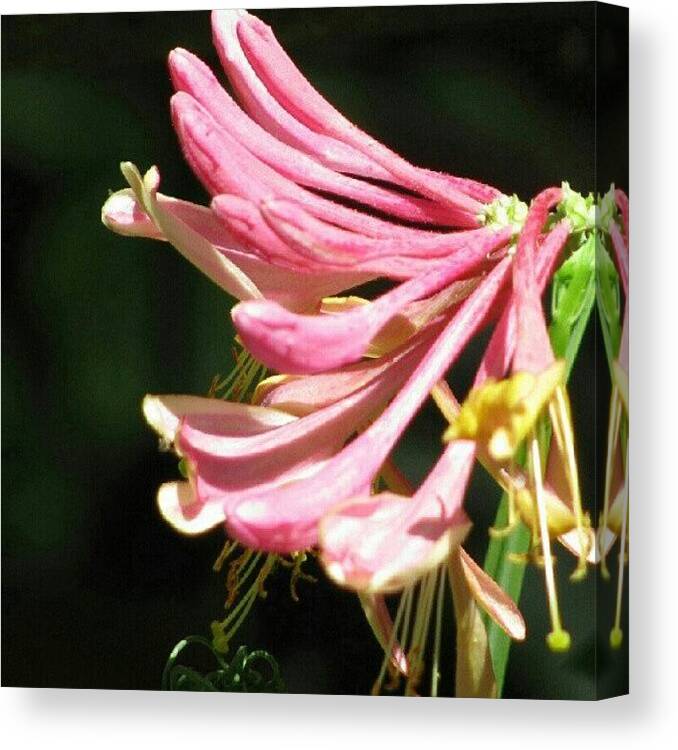 Beautiful Canvas Print featuring the photograph I Love This Plant... It Just Keeps by Carla From Central Va Usa