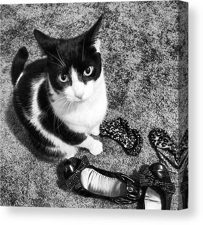 Catsofinstagram Canvas Print featuring the photograph I Missed You. by Jill Jankowski