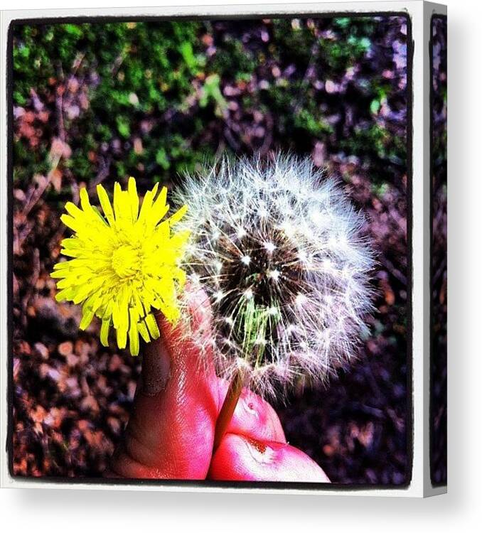 Flowers Canvas Print featuring the photograph I Picked You These Beautiful Weed by Natasha Saree