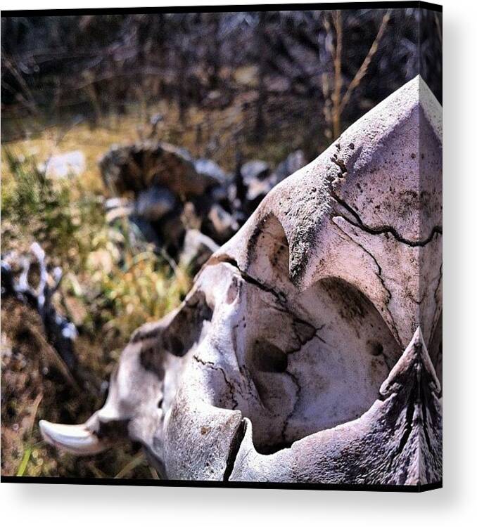 Hog Canvas Print featuring the photograph I Set This #feralhog #skull To Watch A by Austin Orr