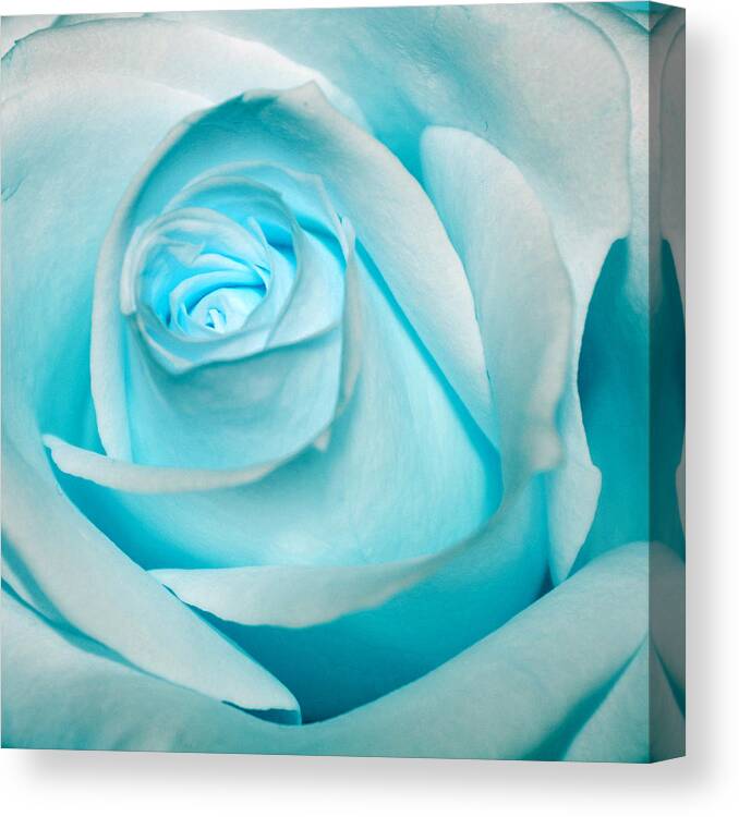 an ice rose  Beautiful roses Blue roses Blue flowers