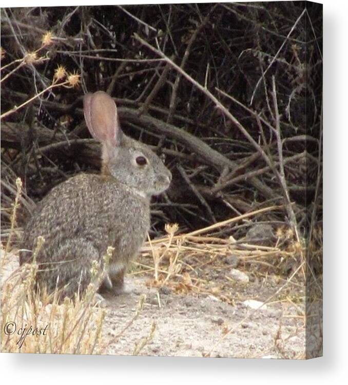 Dumbbunny Canvas Print featuring the photograph If I Don't Move, No One Can See Me by Cynthia Post