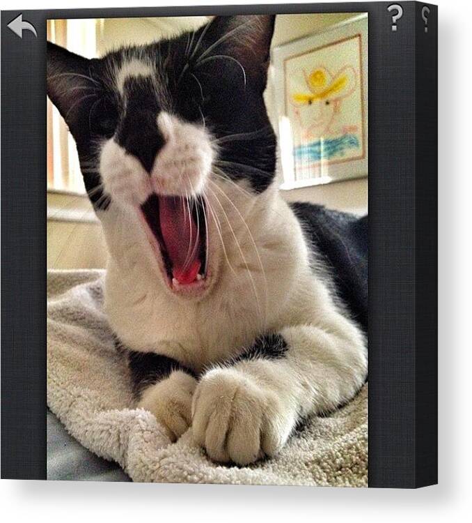 Feline Canvas Print featuring the photograph If Ig Will Resize, I Will Snapshot by Emily W