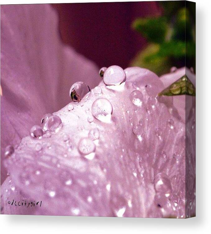 Dropalopalicious Canvas Print featuring the photograph If Only One Could Tell True Love From by Dccitygirl WDC